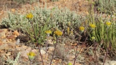Sarı diskoid kafa infloresanları Batı Fineleaf, Hymenopappus Filifolius, Asteraceae, Baldwin Gölü Ekolojik Rezervleri, San Bernardino Dağları, Enine Sıradağlar, Yaz.