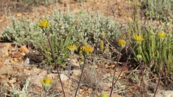 Žluté Diskoidní Květy Kvetou Západního Fineleaf Hymenopappus Filifolius Asteraceae Původní — Stock video