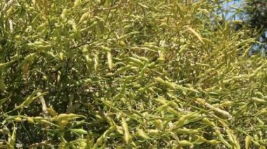 Sarı, olgun, olgun, Desert Yellowspine, Senna Armata, Fabaceae, Twentynine Palms çevresindeki yerli hermafroditik çalı, Güney Mojave Çölü, Yaz.