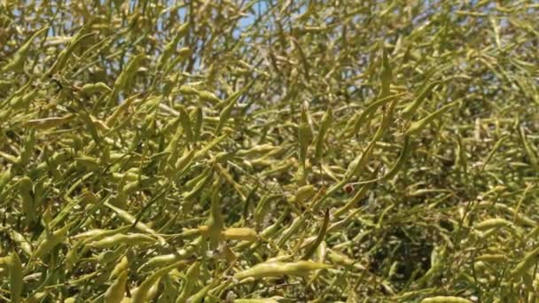 Gul Mogen Avsvällande Baljväxtfrukt Desert Yellowspine Senna Armata Fabaceae Inhemsk — Stockvideo