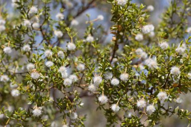 Creosote Bush, Larrea Tridentata, Zygophyllaceae, Joshua Tree Ulusal Parkı, Güney Mojave Çölü, Güney Mojave Çölü, Yaz aylarında her zaman yemyeşil olan yerli ağaç çalısı..