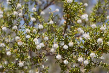White mature densely trichomatous indehiscent capsule fruit of Creosote Bush, Larrea Tridentata, Zygophyllaceae, native hermaphroditic perennial evergreen woody shrub in Joshua Tree National Park, Southern Mojave Desert, Summer. clipart