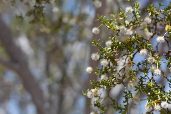 Creosote Bush Larrea Tridentata Zygophyllaceae Joshua Tree Ulusal Parkı Güney — Stok fotoğraf