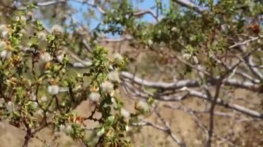 Creosote Bush, Larrea Tridentata, Zygophyllaceae, Joshua Tree Ulusal Parkı, Güney Mojave Çölü, Güney Mojave Çölü, Yaz aylarında her zaman yemyeşil olan yerli ağaç çalısı..