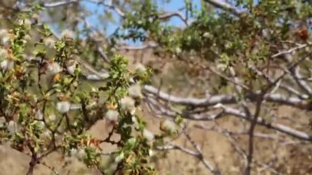 ホワイト成熟した高密度トリコモナスの果実Creosote Bush Larrea Tridentata Zygophylleae ジョシュアツリー国立公園 南モハベ砂漠 — ストック動画