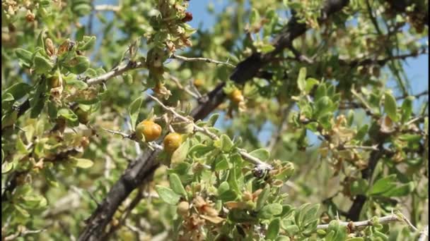 Sárga narancs érett bogyós gyümölcs Barack Thorn, Lycium Cooperi, Solanaceae, őshonos tövises hermafrodita évelő lombhullató bokor Joshua Tree Nemzeti Park, Dél-Mojave sivatag, Nyár.