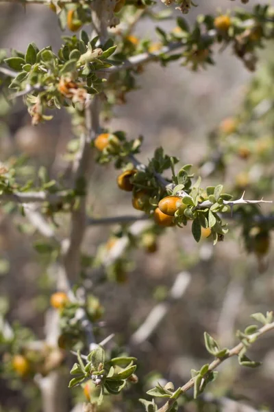 Amarelo Laranja Madura Berry Fruit Peach Thorn Lycium Cooperi Solanaceae — Fotografia de Stock