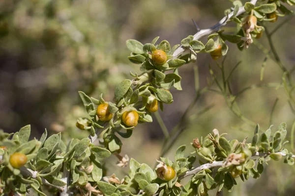 Amarelo Laranja Madura Berry Fruit Peach Thorn Lycium Cooperi Solanaceae — Fotografia de Stock