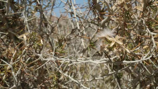 コットンソーン テトラジミア アクシラリス アスタナ科 ジョシュア ツリー国立公園 南モハベ砂漠 夏に自生する多年草の落葉性とげのある低木の固有のアヘン果実を持つ成熟した白いパップス — ストック動画