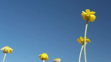 Sarı kafa infloresanları Leafstalk Marigold, Baileya Pleniradiata, Asteraceae, yerel hermafroditik herbaceous kısa ömürlü Joshua Tree Ulusal Parkı, Güney Mojave Çölü, Yaz.