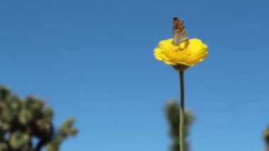 Sarı kafa infloresanları Leafstalk Marigold, Baileya Pleniradiata, Asteraceae, yerel hermafroditik herbaceous kısa ömürlü Joshua Tree Ulusal Parkı, Güney Mojave Çölü, Yaz.