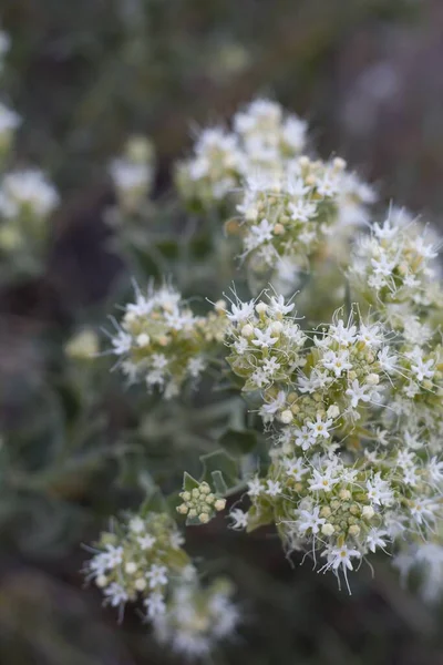 사이공 침엽수 Petalonyx Nitidus Loasaceae Native Hermaphroditic Perennial Subshrub San — 스톡 사진