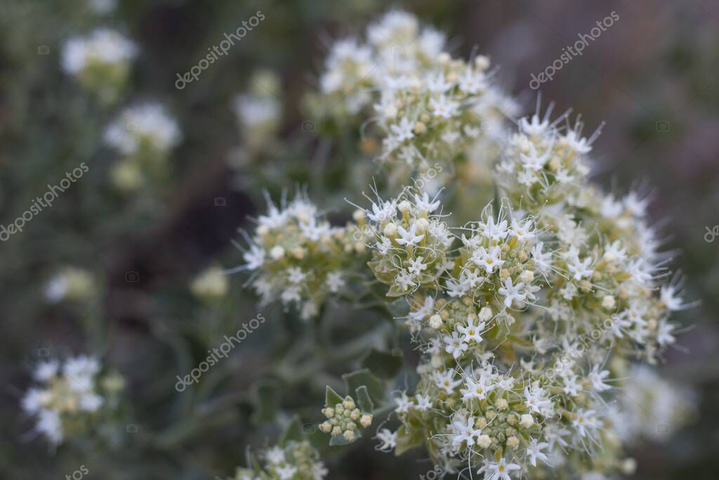 cyme inflorescence cyme inflorescence