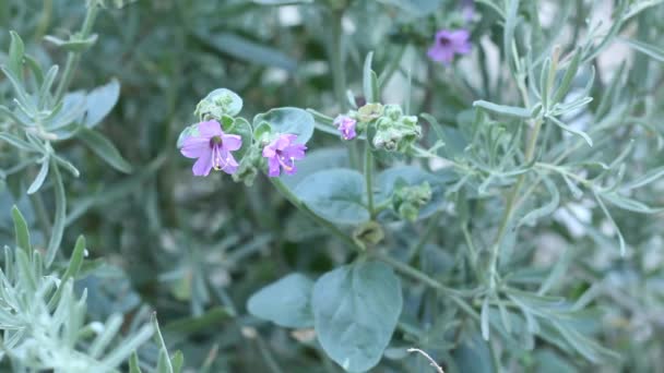 Umbel Jak Kwiatostany Purpurowego Bloom Wishbone Bush Mirabilis Laevis Nyctaginaceae — Wideo stockowe