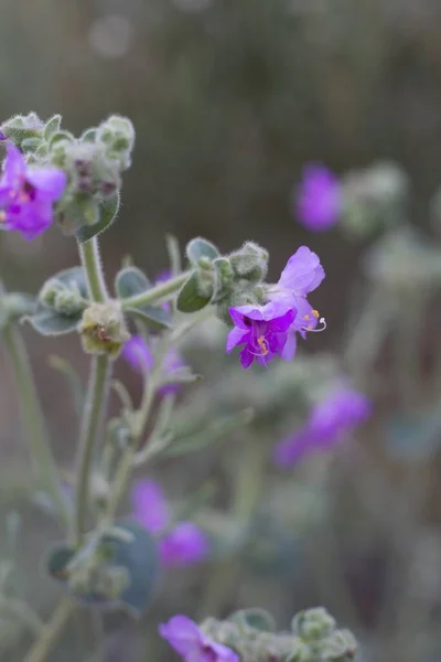 Umbel Som Blomstã Llningar Lila Bloom Frã Wishbone Bush Mirabilis — Stockfoto