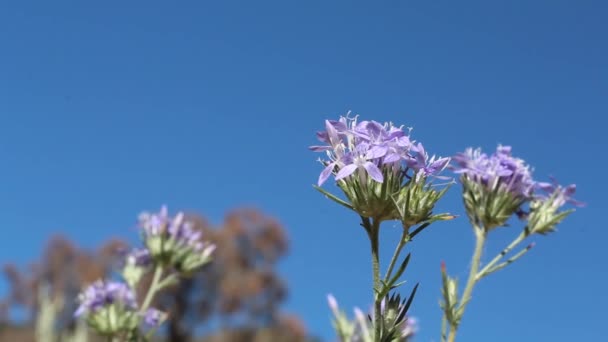 Infiorescenze Testa Viola Fioritura Woolystar Gigante Eriastrum Densifolium Polemoniaceae Nativo — Video Stock