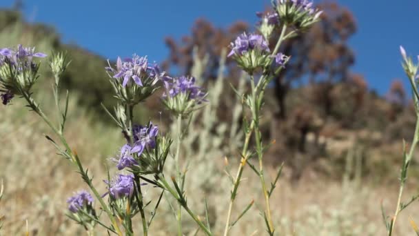 Púrpura Inflorescências Cabeça Florescendo Woolystar Gigante Eriastrum Densifolium Polemoniaceae Hermafrodita — Vídeo de Stock