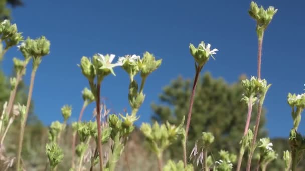 Meadow Dwarfrose Horkelia Rydbergii Rosaceae Baldwin Gölü Ekolojik Rezervleri San — Stok video