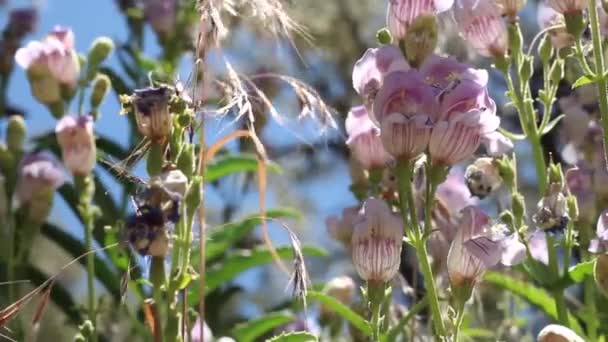 Růžové Žlázy Trichomatózní Květenství Pruhovaného Vousatého Jazyka Penstemon Grinnellii Plantaginaceae — Stock video