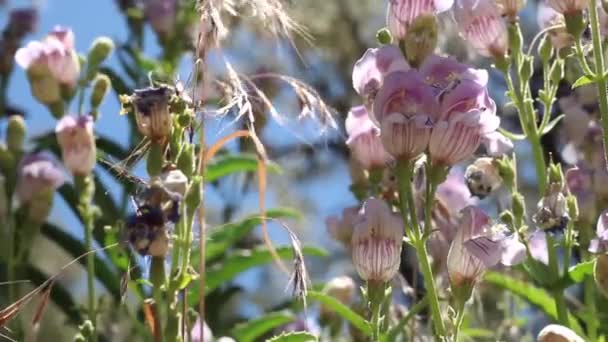 Pink Glandular Trichomatous Inflorescence Striped Beardtongue Penstemon Grinnellii Plantaginaceae Native — Stock Video