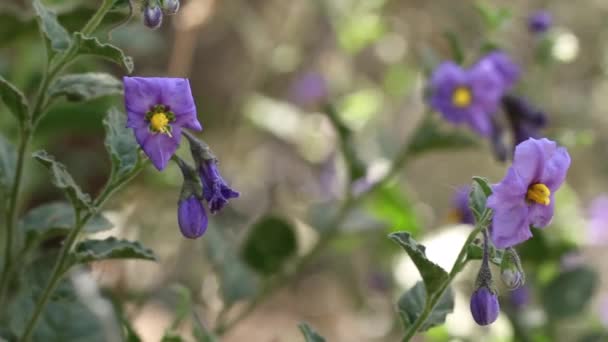 Doldenblütler Aus Violettem Blütenstand Von Chaparral Nightshade Solanum Xanti Solanaceae — Stockvideo