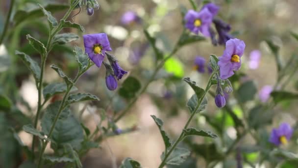 Umbel Květenství Fialové Kvetoucí Chaparral Nightshade Solanum Xanti Solanaceae Původní — Stock video
