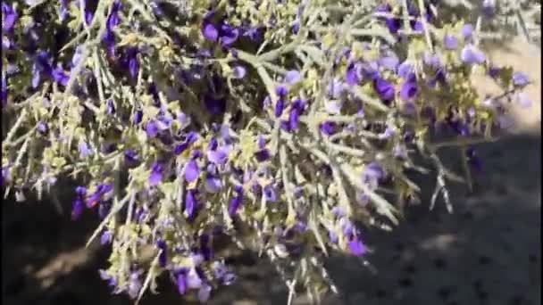 Smoketree Psorothamnus Spinosus Fabaceae Nin Mor Çiçek Açan Cilt Yüzeyi — Stok video