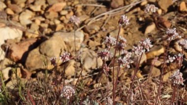 Pebble Karabuğday, Eriogonum Kennedyi, Polygonaceae, Baldwin Gölü Ekolojik Rezervleri, San Bernardino Dağları, Transverse Sıradağları, Summer.