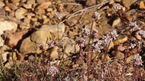 Infiorescenze Testa Fiore Rosa Pebble Buckwheat Eriogonum Kennedyi Polygonaceae Nativo — Video Stock