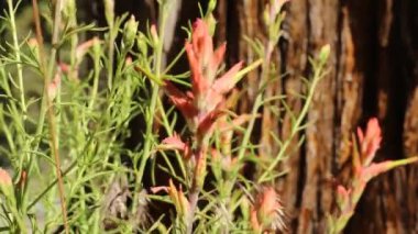 Red green spike inflorescences of Narrow Leaf Paintbrush, Castilleja Linariifolia, Orobanchaceae, native facultative root hemiparasitic hermaphroditic herbaceous perennial, San Bernardino Mountains, Transverse Ranges, Summer.