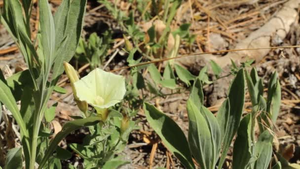 Einsamer Weißer Blütenstand Von Chaparral Morning Glory Calystegia Occidentalis Convolvulaceae — Stockvideo