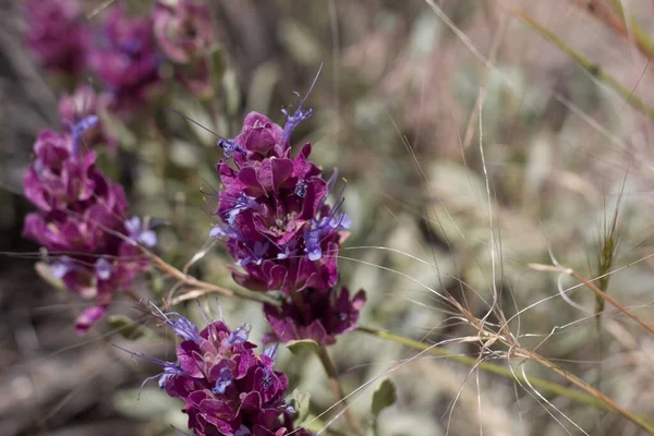 Les Inflorescences Cyme Bleu Surgissent Fleur Sauge Feuilles Épaisses Salvia — Photo