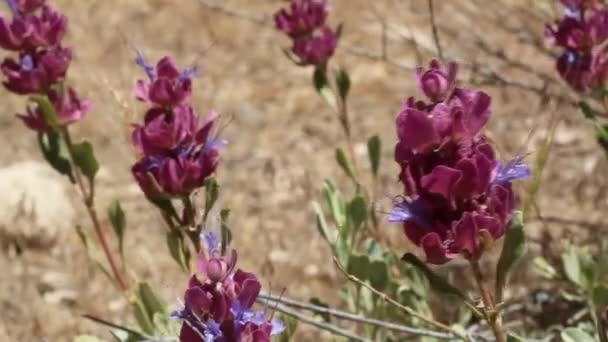 Cyme Inflorescences Blue Arise Bloom Thick Leaf Sage Salvia Pachyphylla — Stock Video