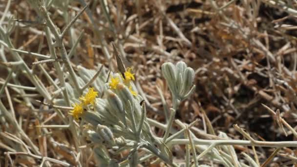 Žlutě Kvetoucí Diskoidní Hlavice Květů Mojave Cottonthorn Tetradymia Stenolepis Asteraceae — Stock video