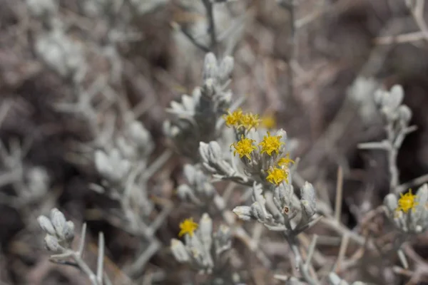 Inflorescencias Cabeza Discoide Flor Amarilla Mojave Cottonthorn Tetradymia Stenolepis Asteraceae — Foto de Stock
