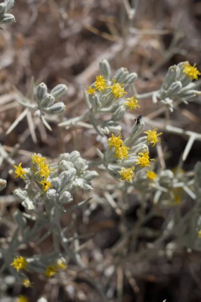 Inflorescencias Cabeza Discoide Flor Amarilla Mojave Cottonthorn Tetradymia Stenolepis Asteraceae — Foto de Stock