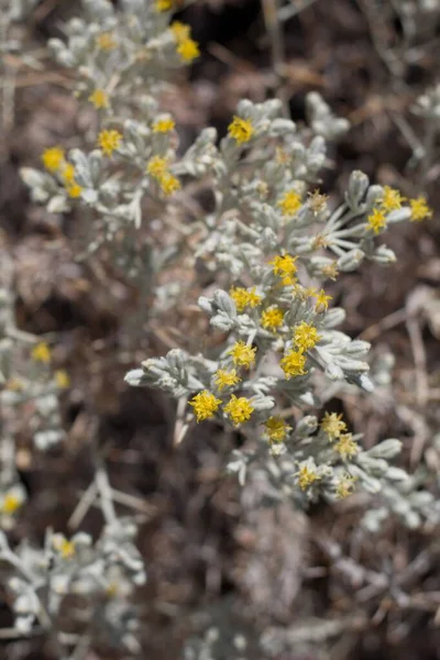 디스코 Inflorescences Mojave Kocoonthorn Tetradymia Stenolepis Asteraceae Native Hermaphroditic Perennial — 스톡 사진