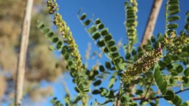Chaparral Singleyaprak İndigo 'nun, Amorpha Californica' nın, Fabaceae 'nin, San Bernardino Dağları' ndaki yerli hermafroditik çalı, Transverse Sıradağları, Summer.