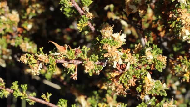 Mature red green achene fruit of Desert Bitterbrush, Purshia Glandulosa, Rosaceae, native hermaphroditic perennial deciduous shrub in Baldwin Lake Ecological Reserve, San Bernardino Mountains, Transverse Ranges, Summer. — Stock Footage Mature Red Green Achene Fruit Desert Bitterbrush Purshia Glandulosa Rosaceae Royalty Free Stock Video