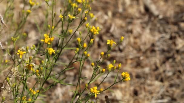 Yellow blooming head inflorescences of Broom Snakeweed, Gutierrezia Sarothrae, Asteraceae, native hermaphroditic perennial subshrub in the San Bernardino Mountains, Transverse Ranges, Summer. — Stock Footage Yellow Blooming Head Inflorescences Broom Snakeweed Gutierrezia Sarothrae Asteraceae Native Stock Footage