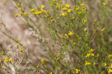 Broom Yılanotu, Gutierrezia Sarothrae, Asteraceae, San Bernardino Dağları 'ndaki doğal hermafroditik alt çalı, Enine Sıralar, Yaz.