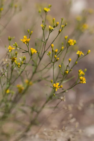 Yellow Blooming Head Inflorescences Broom Snakeweed Gutierrezia Sarothrae Asteraceae Native — Stock Photo, Image