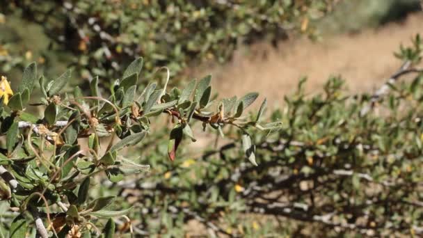 White red mature trichomatic achene fruit of Curl Leaf Mountain Mahogany, Cercocarpus Ledifolius, Rosaceae, native hermaphroditic perennial evergreen arborescent shrub in the San Bernardino Mountains, Transverse Ranges, Summer. — Stock Footage White Red Mature Trichomatic Achene Fruit Curl Leaf Mountain Mahogany Royalty Free Stock Footage