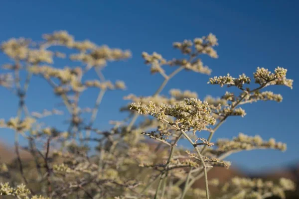 ユッカ バック小麦の白い頭花序 エリオゴヌム プラマテラ ポリゴナ科 パイオニアタウン山脈のネイティブ エルマフロジティック エレンタル サブ低木 南モハベ砂漠 — ストック写真