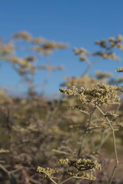 Цветущие Белые Головы Соцветия Yucca Гречихи Eriogonum Plumatella Polygonaceae Родной — стоковое фото