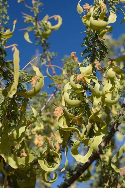 Πράσινος Ανώριμος Αδυσώπητος Καρπός Ψυχανθών Του Catclaw Senegalia Greggii Fabaceae — Φωτογραφία Αρχείου