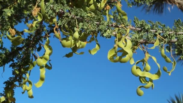 Zelený Nezralý Glabrous Indehiscent Legume Fruit Catclaw Senegalia Greggii Fabaceae — Stock video