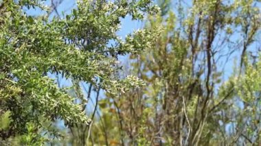 Coyote Bush, Baccharis Pilularis, Asteraceae, Ballona Freshwater Bataklığı, Güney Kaliforniya Sahili, Sonbahar.