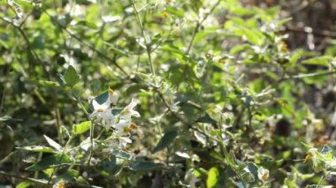 Yeşil Benekli İtüzümü, Solanum Douglasii, Solanaceae, Ballona Freshwater Bataklığı, Güney Kaliforniya Sahili, Sonbahar, Sonbahar 'da yetişen hermafroditik herbaceous daim bitkisinden beyazlar yükselir..