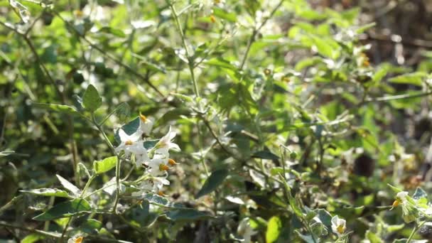 Блумбельні Квітки Білого Виникають Greenspot Nightshade Solanum Douglas Asii Solanaceae — стокове відео